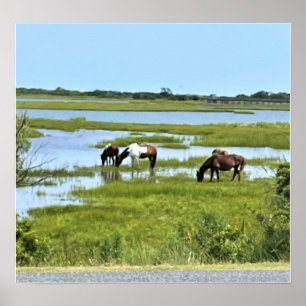 Wild Horses of Assateague  Poster