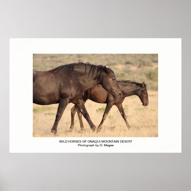 WILD HORSES OF ONAQUI MOUNTAINS OF UTAH POSTER (Front)