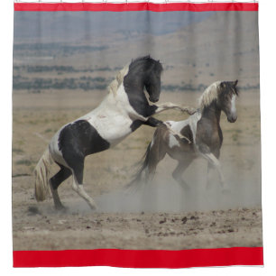 WILD HORSES OF UTAH PINTO FIGHTING SHOWER CURTAIN