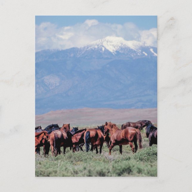 Wild Horses Out West Postcard (Front)