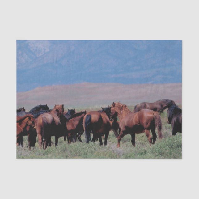 Wild Horses Out West Tissue Paper (Front)