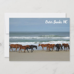 Wild Horses Outer Banks OBX Corolla NC Flat Card