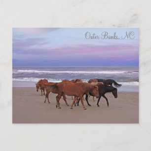 Wild Horses Outer Banks OBX Corolla NC Postcard