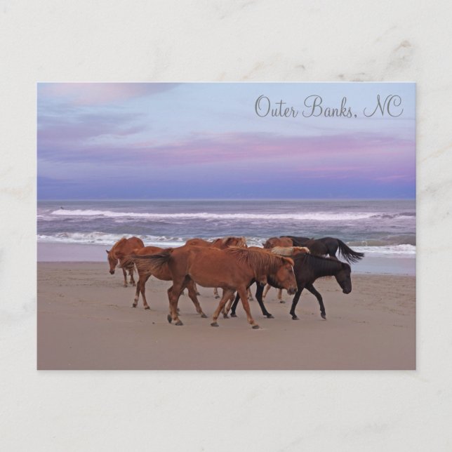 Wild Horses Outer Banks OBX Corolla NC Postcard (Front)
