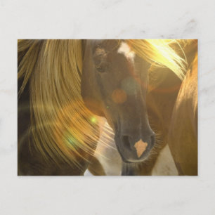 Wild Horses Photo Postcard