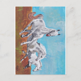 Wild Horses Postcard