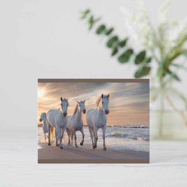 Wild Horses Postcard (A group of four white horses walks gracefully along the shoreline at sunset.)