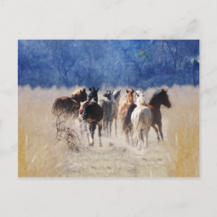 Wild horses running postcard