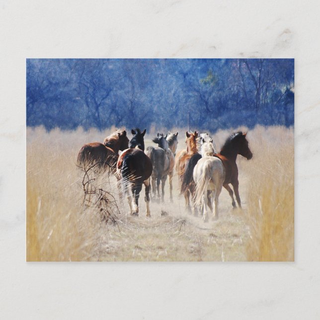 Wild horses running postcard (Front)