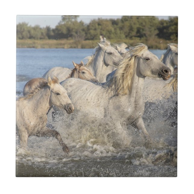 Wild Horses Running Through a River Ceramic Tile (Front)