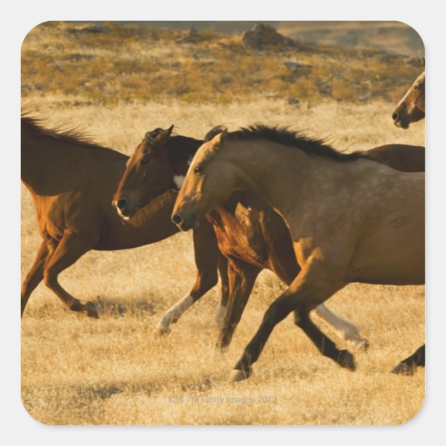 Wild horses square sticker (Front)