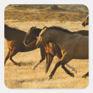 Wild horses square sticker