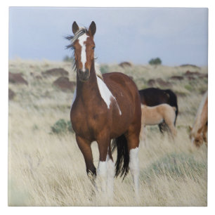 Wild Horses, Steens Mountains Ceramic Tile