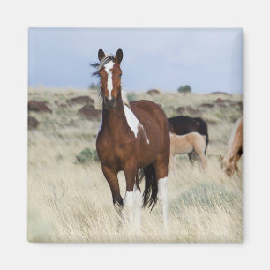 Wild Horses, Steens Mountains Magnet