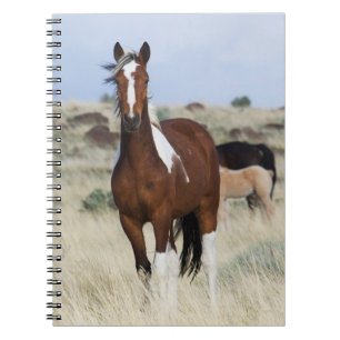 Wild Horses, Steens Mountains Notebook