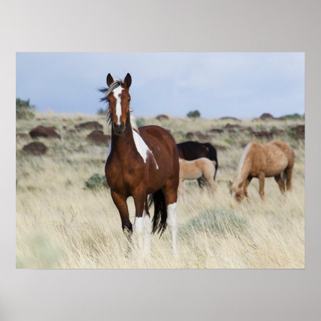Wild Horses, Steens Mountains Poster (Front)
