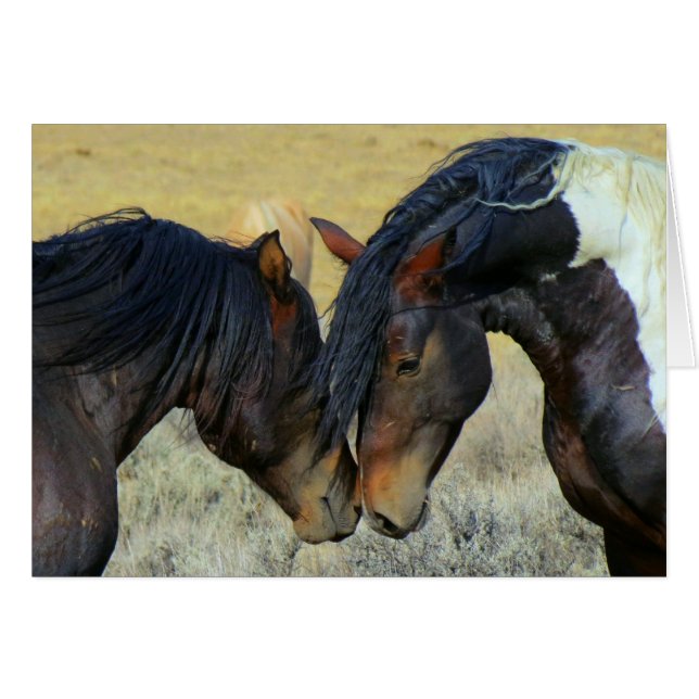 Wild Horses Touching Noses Blank Card (Front Horizontal)