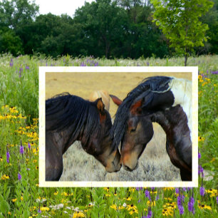 WIld Horses Touching Noses Postcard