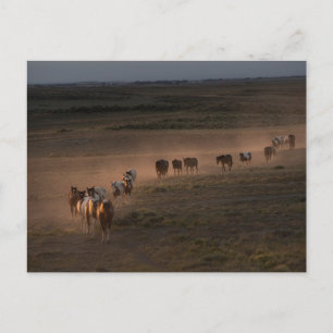 Wild Horses Walking Towards Desert Postcard