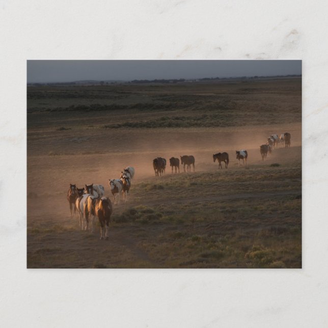 Wild Horses Walking Towards Desert Postcard (Front)