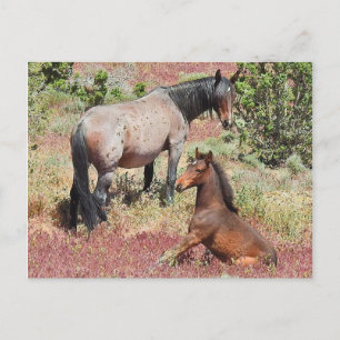 Wild horses, wildlife, postcard
