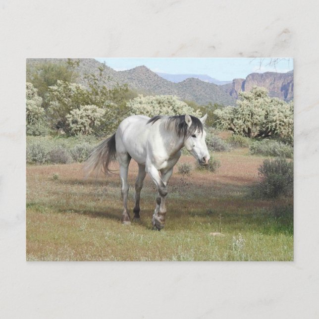 Wild horses, wildlife, postcard (Front)