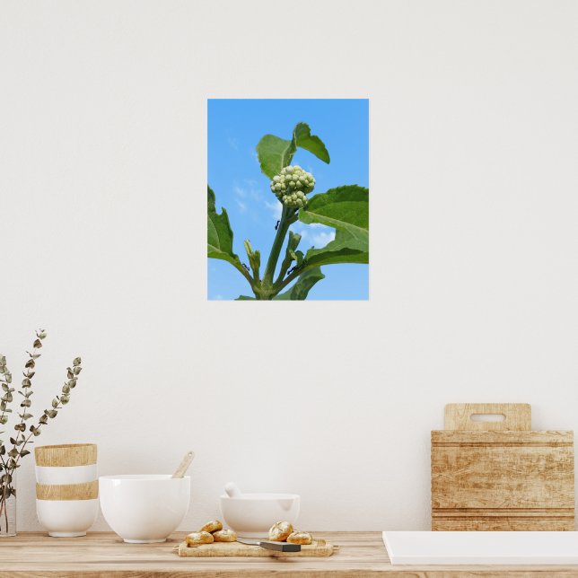 Wild Hydrangea Poster (Kitchen)