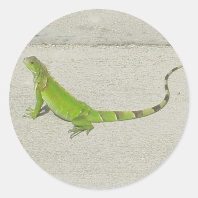 Wild Iguana Classic Round Sticker (Front)