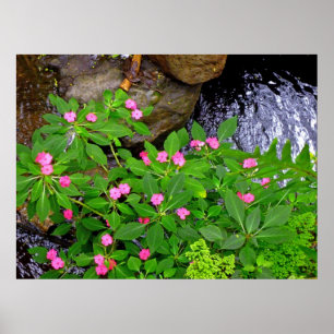 Wild Impatiens and Ferns Poster