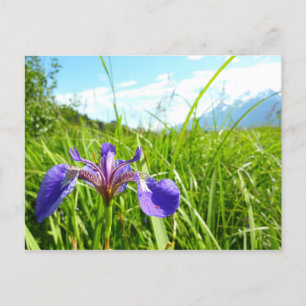Wild Iris and Alaskan Landscape Postcard