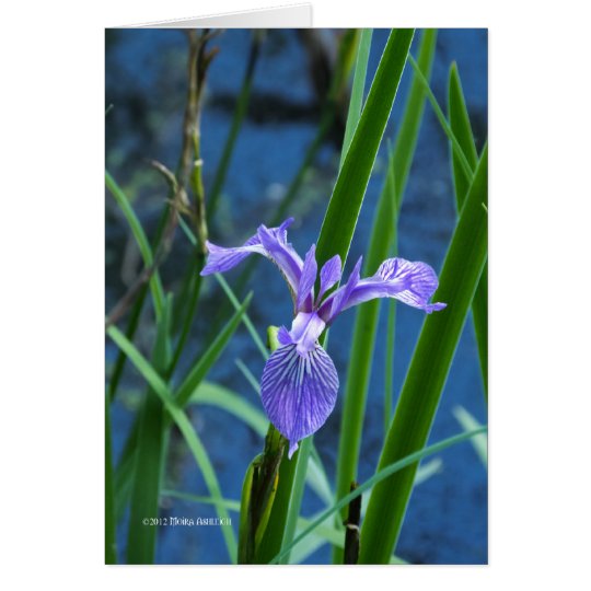 Wild Iris Card
