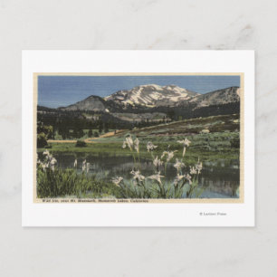 Wild Iris Growing Near Mt. Mammoth Postcard