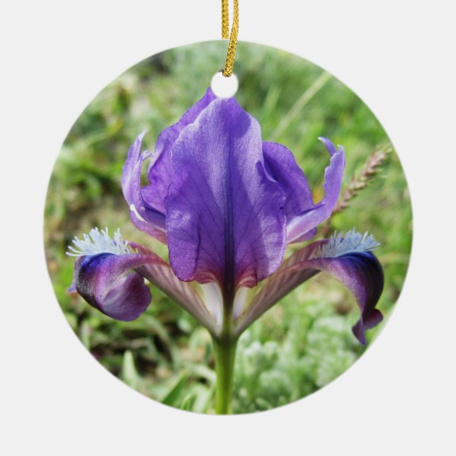 Wild Iris Ornament (Front)