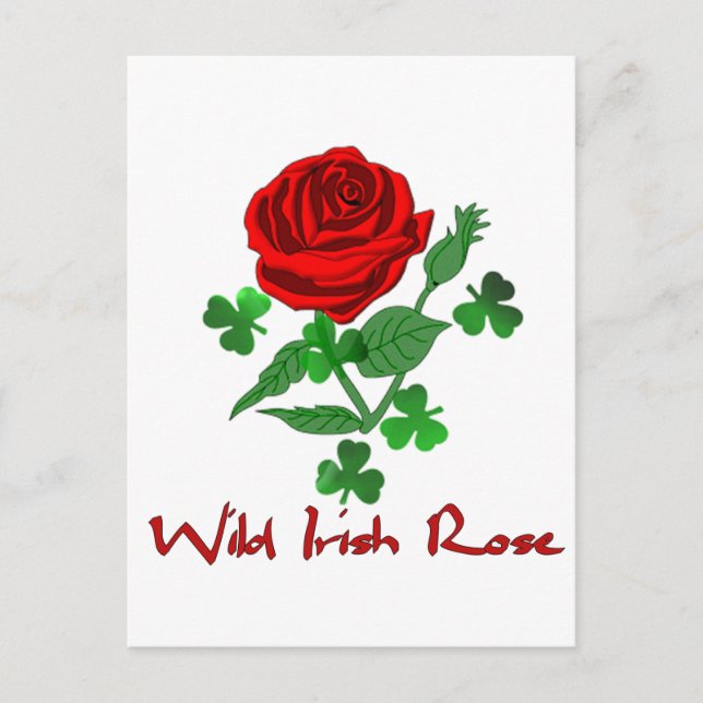 Wild Irish Rose Postcard (Front)