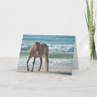 Wild island horse of Assateague note card