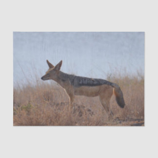 Wild Jackal Tissue Paper