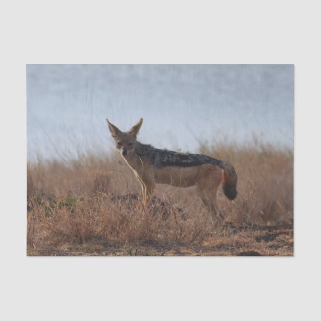 Wild Jackal Tissue Paper (Front)