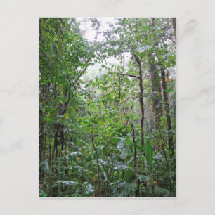 wild jungle postcard