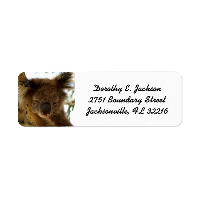 Wild koala sleeping on eucalyptus, Return Address Label (Front)