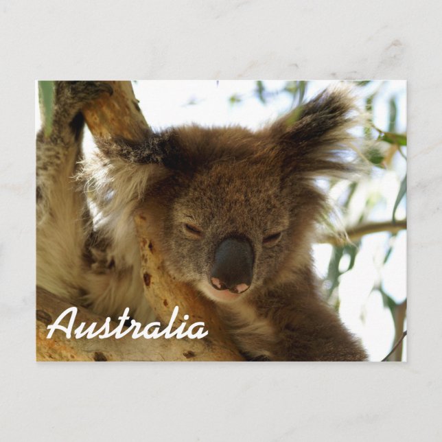 Wild koala sleeping on eucalyptus tree, Australia Postcard (Front)