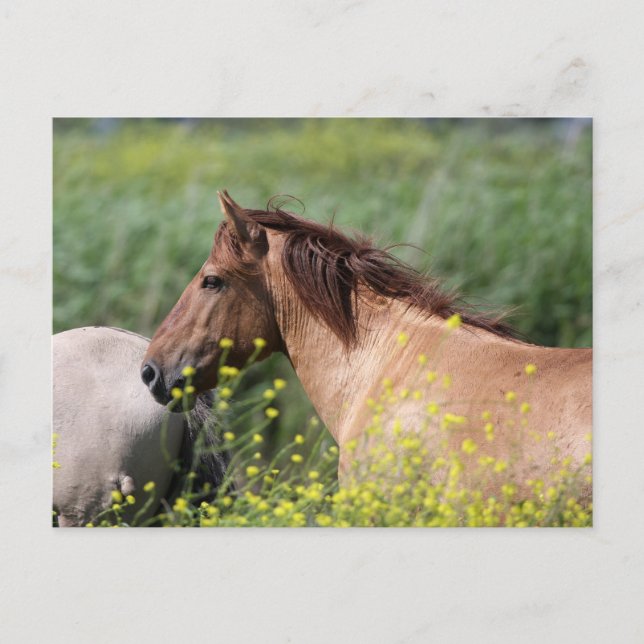 wild konik horse postcard (Front)