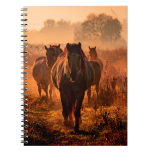 wild konik horses wich came running straight towar notebook