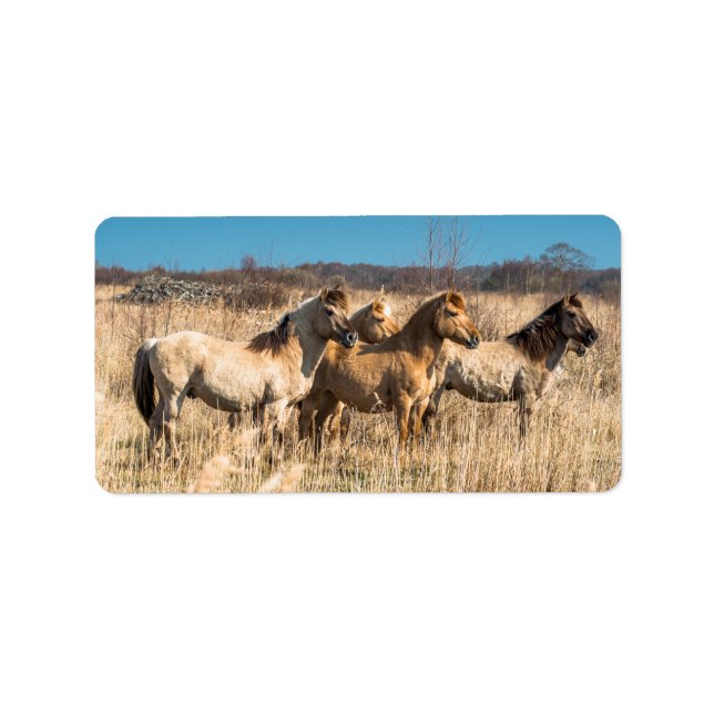 Wild Konik ponies Wicken Fen Cambridgeshire UK Label (Front)