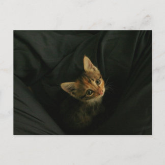 Wild L. Postcard