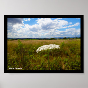 Wild Lace in the Meadow Poster