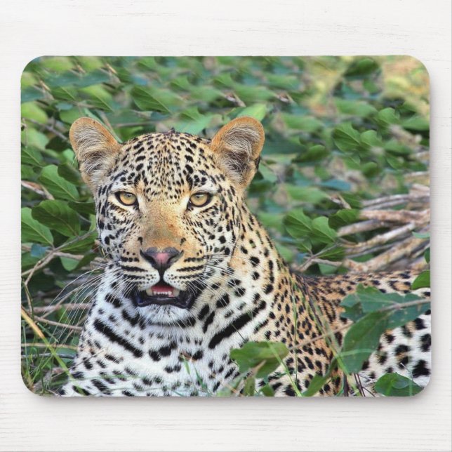 Wild Leopard in Africa Mouse Pad (Front)