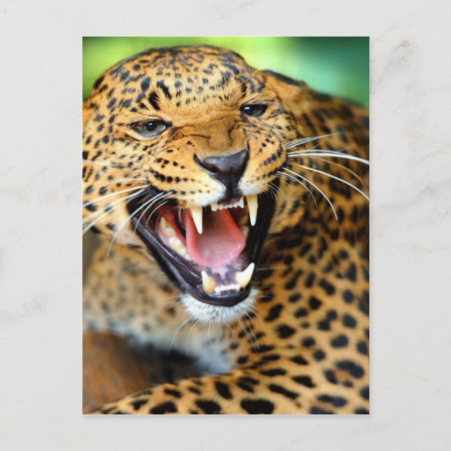 Wild Leopard Postcard (Front)