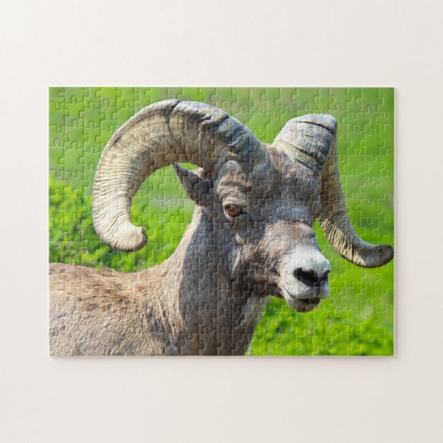 Wild Life Canada. Big Horn Sheep. Jigsaw Puzzle (Horizontal)
