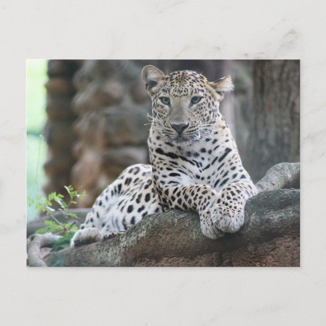 Wild Life Leopard Lies On A Tree Branch Postcard (Front)