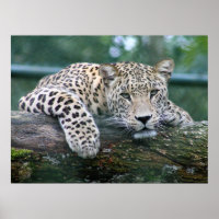 Wild Life Leopard Lying On The Tree Log